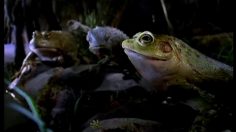 poster-7856-budweiser-coup-de-langue-236x132