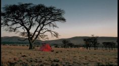 poster-793-swisscom-mobile-le-roi-lion-236x132