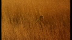 poster-7942-perrier-la-femme-et-le-lion-236x132