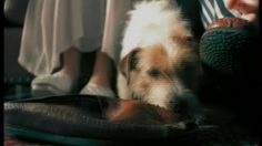 poster-795-nabob-puppy-236x132