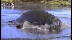 poster-7964-sega-dreamcast-elephant-de-mer-236x132