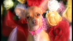 poster-7982-taco-bell-chihuahua-236x132