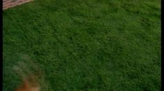 poster-8001-epson-stylus-color-600-dog-and-cat-236x132