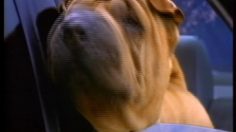 poster-820-audi-s6-sharpei-236x132