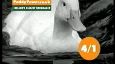 poster-847-paddy-power-bookmaker-les-canards-236x132
