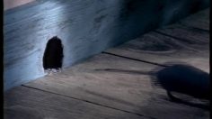 poster-867-leger-fromages-les-souris-236x132