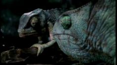 poster-8705-budweiser-le-remplacant-236x132