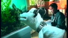 poster-8734-pets-com-hold-my-breath-236x132