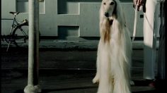 poster-875-la-poste-courrier-express-swiss-kurier-hund-236x132