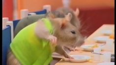 poster-8839-allocine-loft-souris-236x132