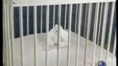 poster-8846-condomshop-org-port-du-preservatif-teddy-bear-236x132