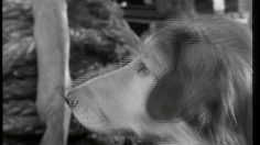 poster-8894-dagbladet-dogs-236x132