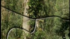 poster-8910-wwf-protection-environnement-tree-236x132