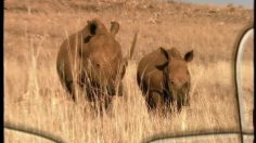 poster-8919-wwf-protection-environnement-rhino-236x132