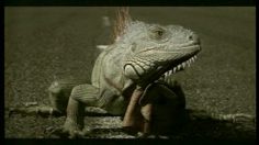 poster-9018-fiat-palio-lizard-236x132