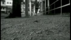 poster-9019-mizuno-wave-cockroach-236x132