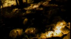 poster-9092-la-vosgienne-bonbons-oursifie-236x132