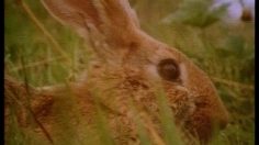 poster-9279-durex-preservatif-lapins-236x132