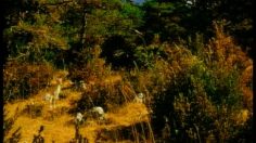 poster-942-playstation-bambi-236x132