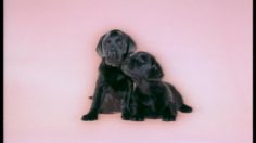 poster-943-the-sun-lovely-pair-236x132