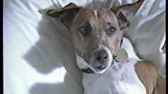 poster-9438-protection-animaux-castration-des-animaux-puppy-love-236x132