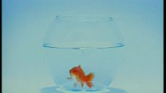 poster-9484-droits-et-libertes-ligue-des-droits-de-l-homme-le-poisson-rouge-236x132