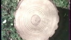 poster-9492-protection-environnement-anti-deforestation-tree-236x132