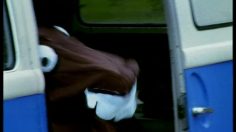 poster-9502-pepsi-max-horse-236x132