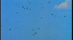 poster-9514-anti-pauvrete-waronwant-org-vultures-236x132