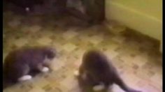 poster-9569-whiskas-lutte-pour-gamelle-236x132