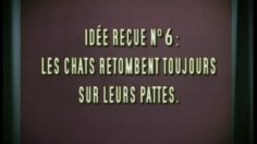 poster-9665-egg-credit-card-chaton-236x132