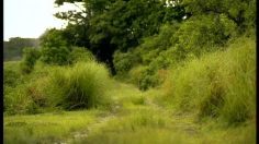 poster-9777-danish-lotto-loto-jungle-236x132