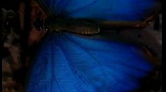 poster-9821-gdf-gaz-de-france-protection-environnement-par-respect-236x132