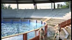 poster-983-mike-s-hard-lemonade-seaquarium-236x132