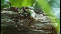 poster-9833-francaise-des-jeux-loto-les-fourmis-236x132