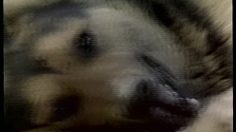 poster-99-festival-de-films-vancouver-international-film-festival-state-of-dog-236x132