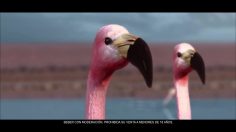 poster-25734-quilmes-mixxtail-mojito-flamingos-236x132