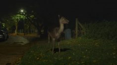 poster-25750-canon-eos-c500-eos-c300-urban-deer-236x132