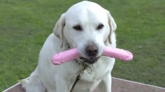 poster-25797-confidante-home-testing-kit-sniffers-236x132