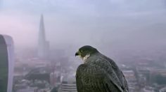 poster-25804-samsung-galaxy-tab-s-falcon-236x132