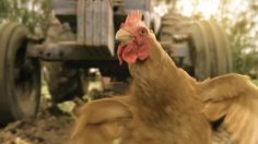 poster-25833-reebok-live-free-range-236x132