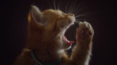 poster-25878-friskies-regarding-the-big-game-236x132