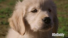 poster-25897-godaddy-com-journey-home-236x132