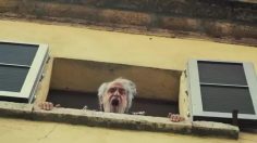 poster-25554-fiat-500-x-blue-pill-236x132