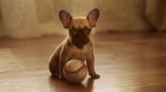 poster-25934-doritos-puppy-dad-236x132