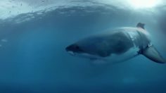 poster-26002-samsung-gear-vr-galaxy-note-4-shark-diving-in-the-desert-236x132