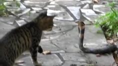 poster-26033-whiskas-wwf-protection-animaux-epic-cat-fails-236x132