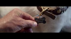 poster-26049-dallas-pets-alive-dpa-protection-animaux-adoptable-trends-236x132