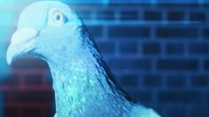 poster-26084-virgin-money-pigeon-236x132