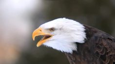 poster-26155-land-rover-genuine-parts-eagle-236x132